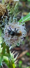 Bombus sylvicola