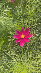 Cosmos bipinnatus