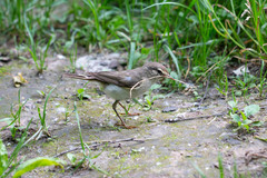 Phylloscopus trochilus