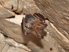 Megaderma spasma
