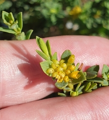 Pimelea serpyllifolia