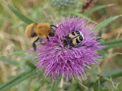 Bombus pascuorum gotlandicus
