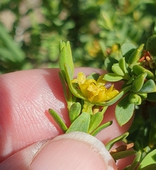 Pimelea serpyllifolia