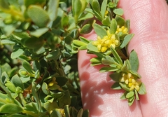 Pimelea serpyllifolia