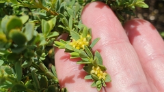 Pimelea serpyllifolia