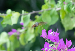 Macroglossum pyrrhosticta