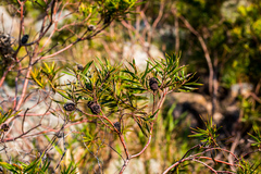 Leucadendron pondoense