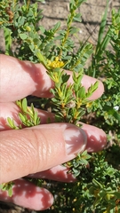 Pimelea serpyllifolia