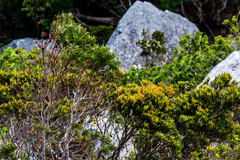 Leucadendron pondoense