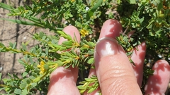 Pimelea serpyllifolia