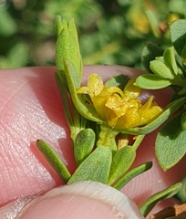 Pimelea serpyllifolia