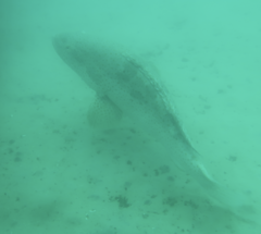 Epinephelus coioides