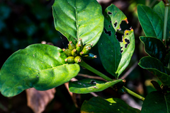 Mitriostigma axillare