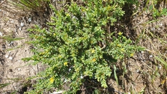 Pimelea serpyllifolia