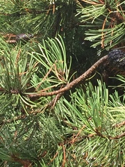 Pinus nigra laricio
