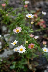 Erigeron karvinskianus