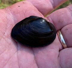 Pleurobema strodeanum