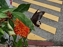 Papilio iswara