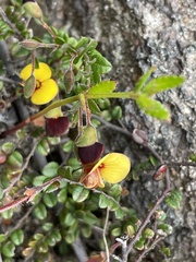 Bossiaea buxifolia