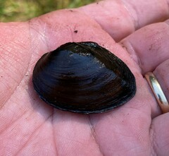 Pleurobema strodeanum