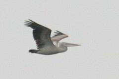 Pelecanus philippensis