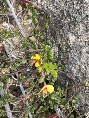 Bossiaea buxifolia