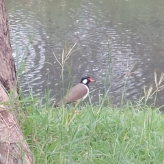 Vanellus indicus atronuchalis
