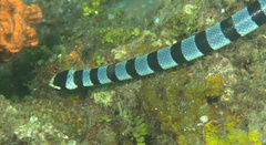 Laticauda colubrina