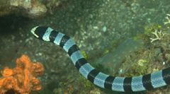 Laticauda colubrina