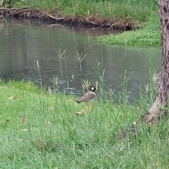 Vanellus indicus atronuchalis