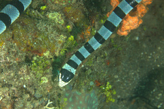 Laticauda colubrina