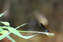 Heliocypha perforata