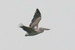 Pelecanus philippensis