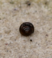 Euconulus