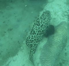 Epinephelus quoyanus