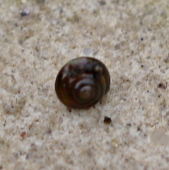 Euconulus
