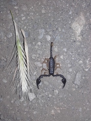 Euscorpius flavicaudis