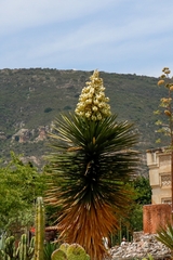 Yucca periculosa