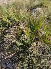 Chamaerops humilis