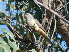 Cacomantis variolosus