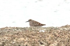 Calidris subminuta