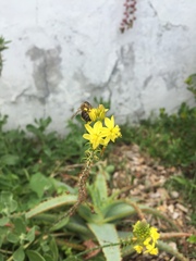 Apis mellifera capensis