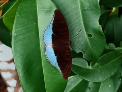 Tanaecia iapis