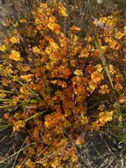 Hibbertia stellaris