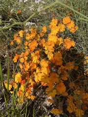 Hibbertia stellaris