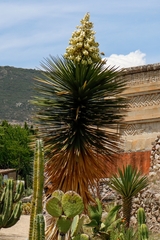 Yucca periculosa