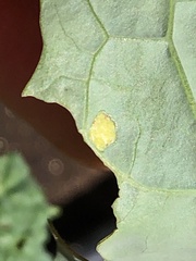 Evergestis rimosalis
