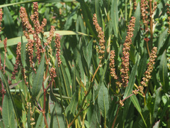 Rumex salicifolius