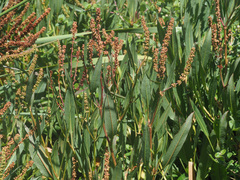 Rumex salicifolius
