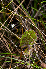Oldenlandia rosulata